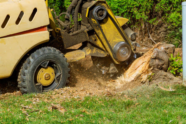 Large Tree Removal in Nanticoke, PA